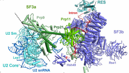Revealed Structures of the Fully Assembled Spliceosome before Activation