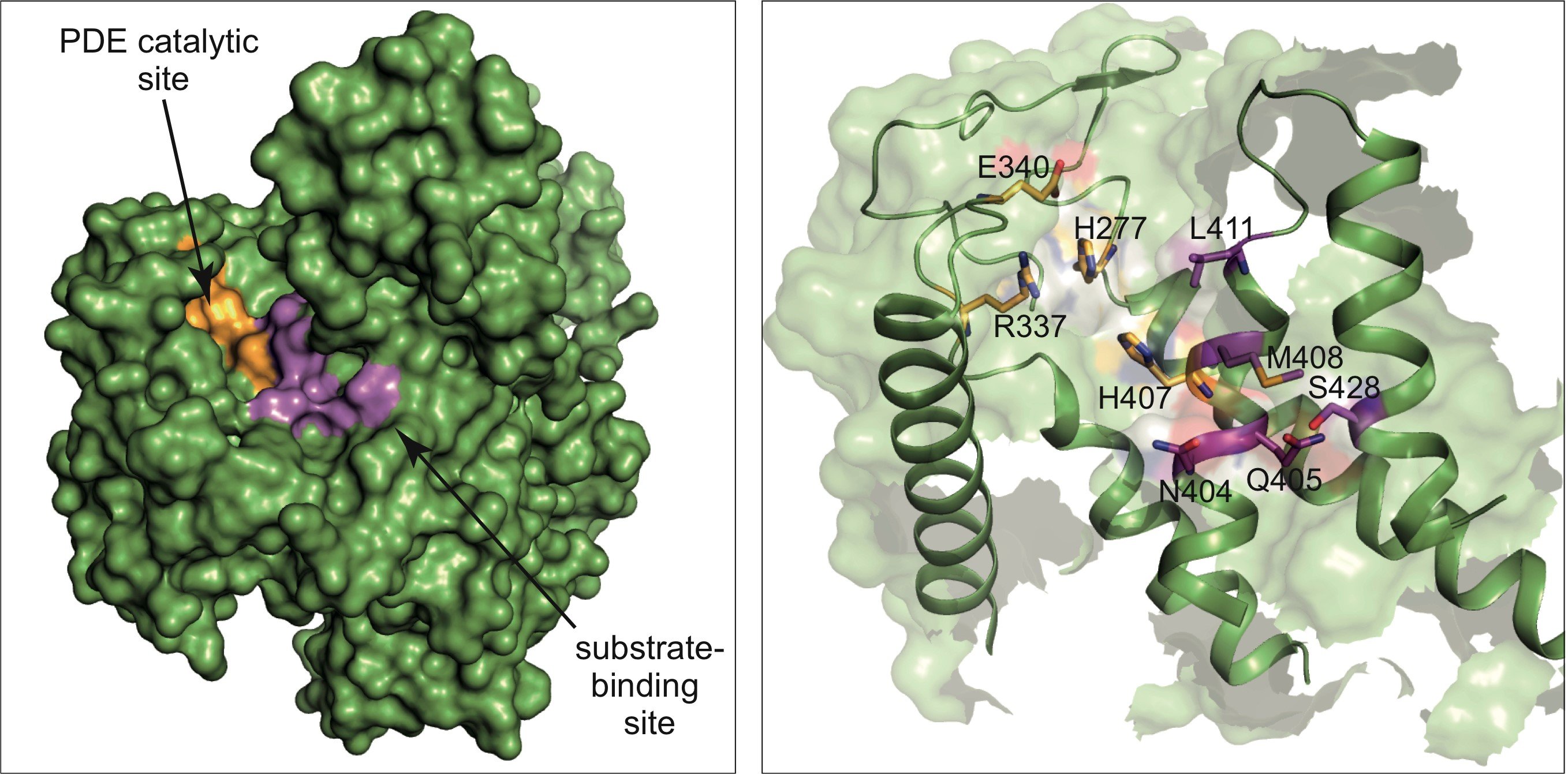 Nature: Inhibitors of Legionella Enzyme SdeA Designed
