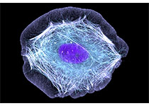 Studies Revealed the Cryo-EM structure of Human Lysosomal Cobalamin Exporter ABCD4