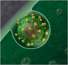 Visualizing How HIV Multiplies In vivo with High Resolution