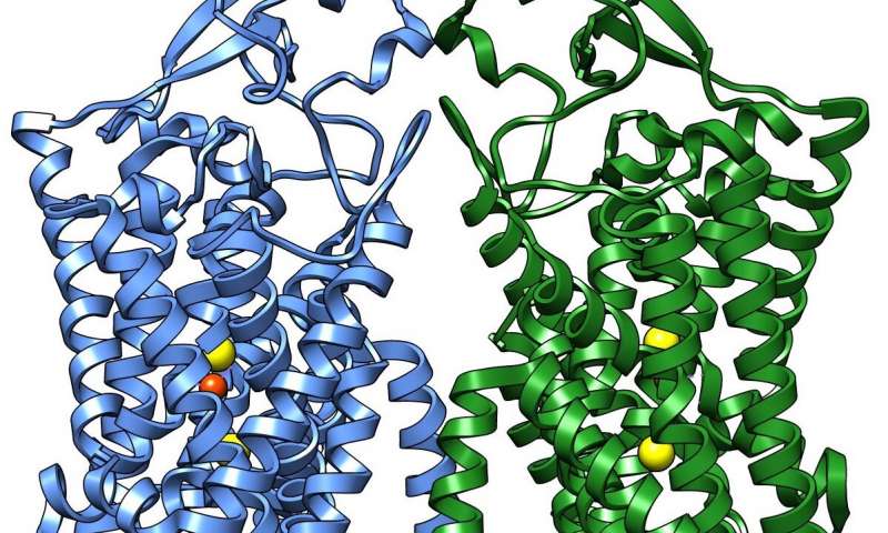 Unraveling the Mystery of the Structure of the Potassium-Chloride Cotransporter
