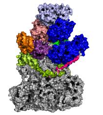 Structural Basis of Poxvirus Transcription Revealed