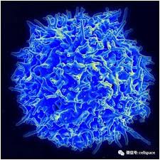 New Study Redefined the Understanding of T Cell Recognition
