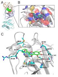 Baicalin and Baicalein Can Effectively Inhibit SARS-CoV-2, Study Found
