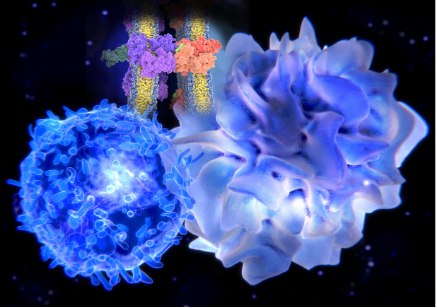 Developing New Technologies to Imaging the Immune Cell Microenvironment