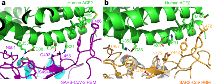 Nature Reveals Why SARS-CoV-2 Infects Cells So Easily