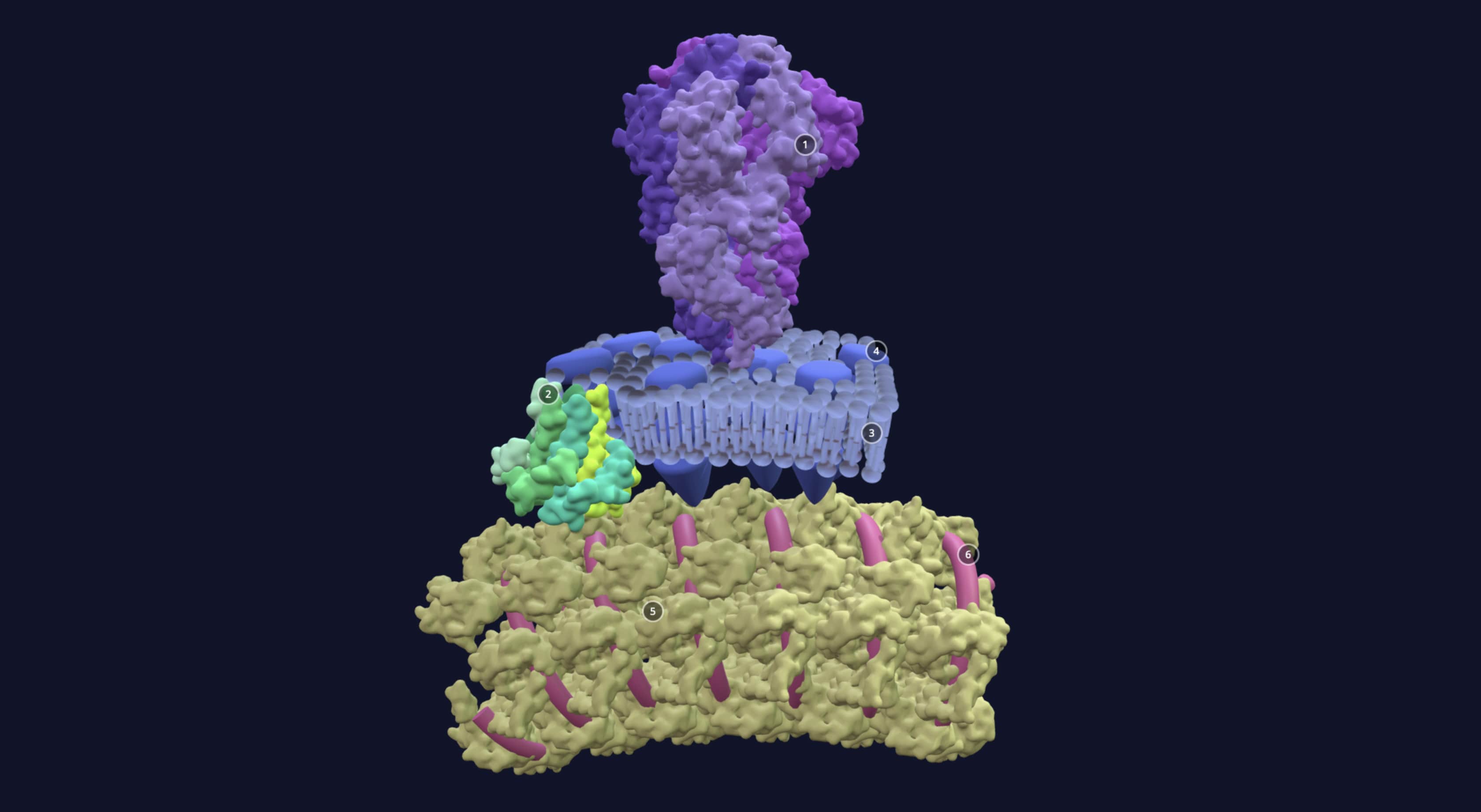A Detailed 3D Model of SARS-COV-2 Created!