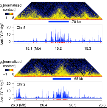 The Activity of TCP Family Transcription Factors Is Associated with Changes in the 3D Conformation of Chromatin
