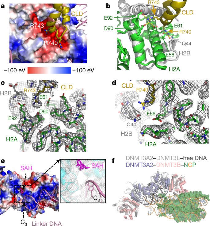 The High-resolution Structure of de novo DNA Methyltransferase and Natural Substrate Nucleosomes