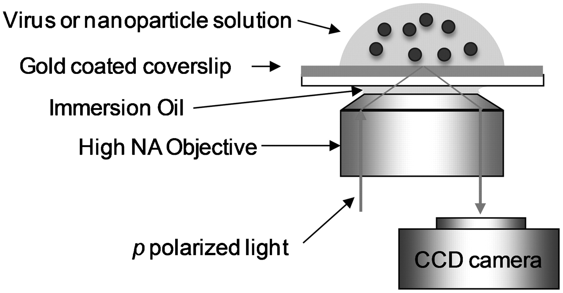 Label-free Single Molecule Optical Imaging Based on Surface Plasmon Resonance Microscope