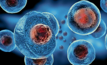 Scientists Use Live Imaging to Reveal How Hematopoietic Stem Cells Move in the Bone Marrow