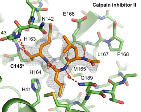 Structurally Reveals the Mechanism of Calpain Inhibitor Dual Inhibition of the New Coronavirus Main Protease and Human Cathepsin L