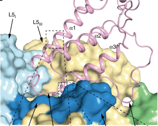 The High Resolution Structure of NALCN-FAM155a Subchannel Complex Is Reported