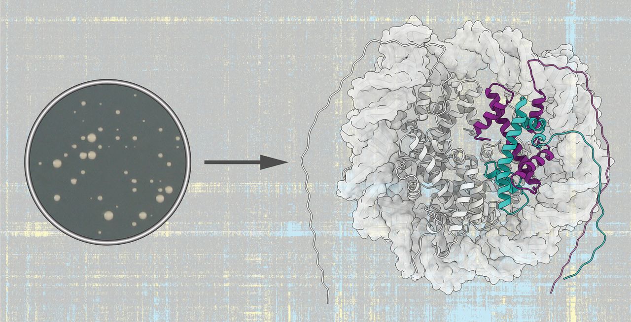 Determination of the Whole Structure of Protein Complex by Gene Interaction Map