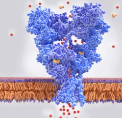 Mechanism of Glutamate Transporter in Cell Membrane