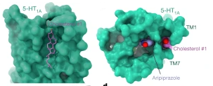 Studies Reveal the Structural Basis of Serotonin Receptor as a Target of Depression
