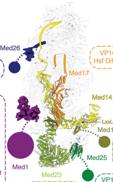 Scientists Reveal the 3D Structure of Special Complexes Responsible for Gene Expression in Cells
