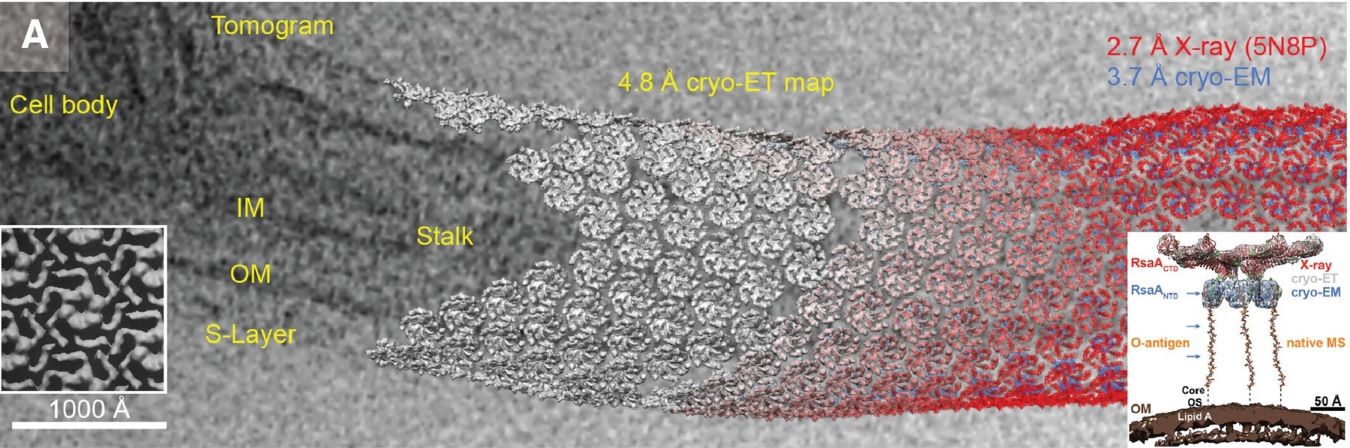 Cryo-Electron Tomography (Cryo-ET)