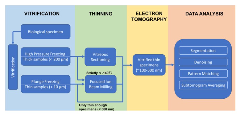 Schematic representation of the cryo-ET workflow.