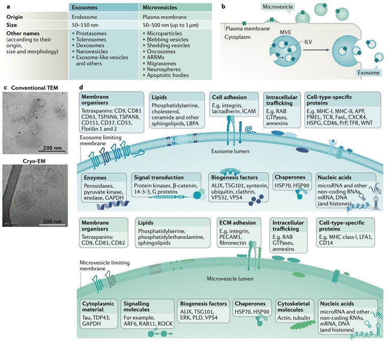 Main features of extracellular vesicles.