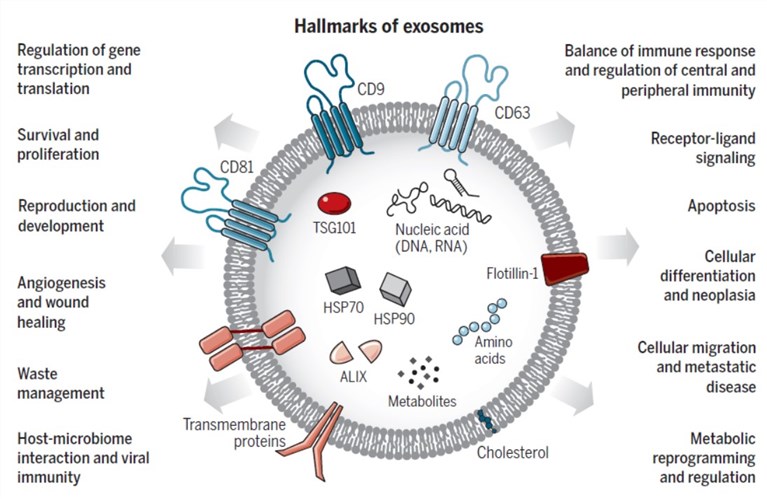 The main characteristics of exosomes.
