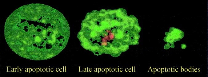 The apoptotic process. 