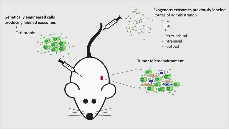 Different methods available to prepare exosome reporter mice.
