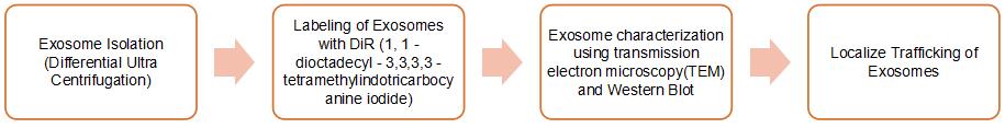 Exosome in vivo functional assay