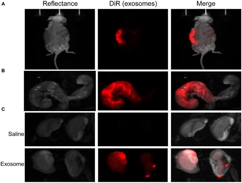  In vivo imaging of pregnant mouse 24 h post injection.