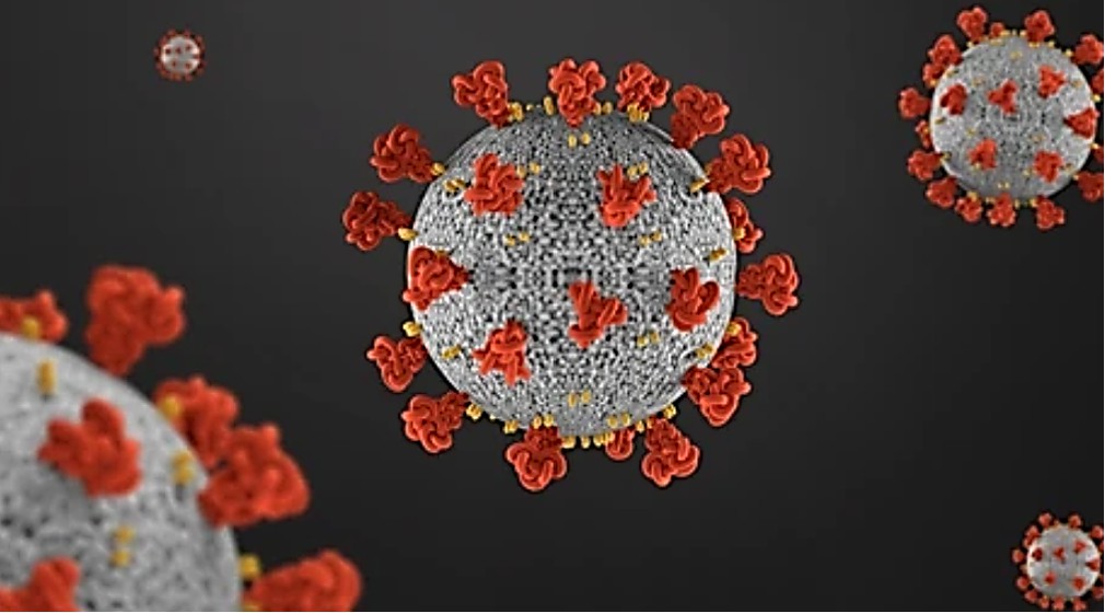 Arterivirus structure.