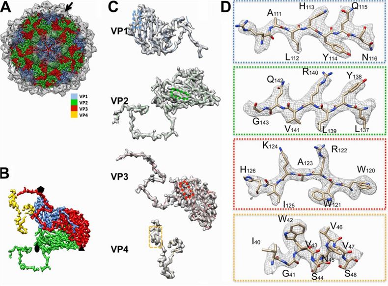 Structural features of mud crab dicistrovirus (MCDV).