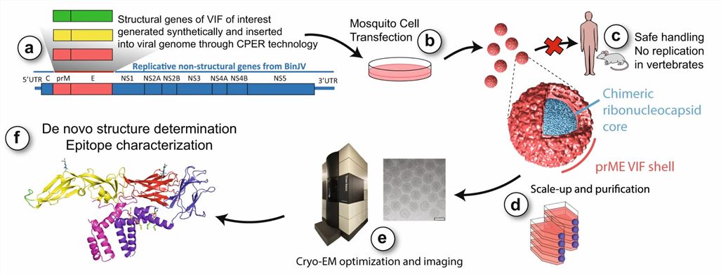 High-resolution structure determination of flavivirus particles using cryo-EM.