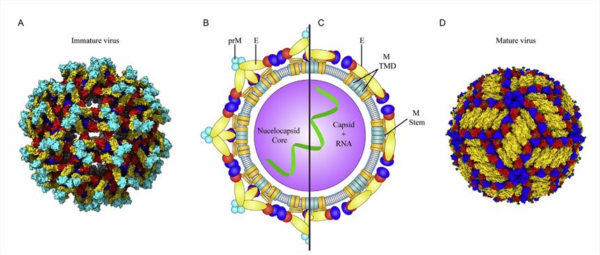 Structure of flavivirus particles.