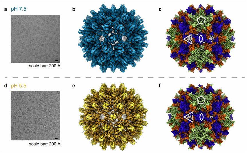 The cryo-EM micrographs of the Hepadnaviridae ACNDV capsid.