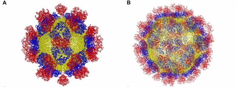Structure of hepatitis E virus. (A) T = 1. (B) T = 3.