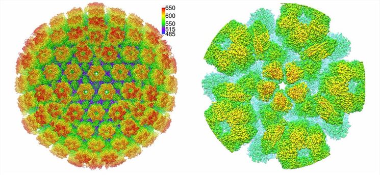 The overall structure of HSV-1.