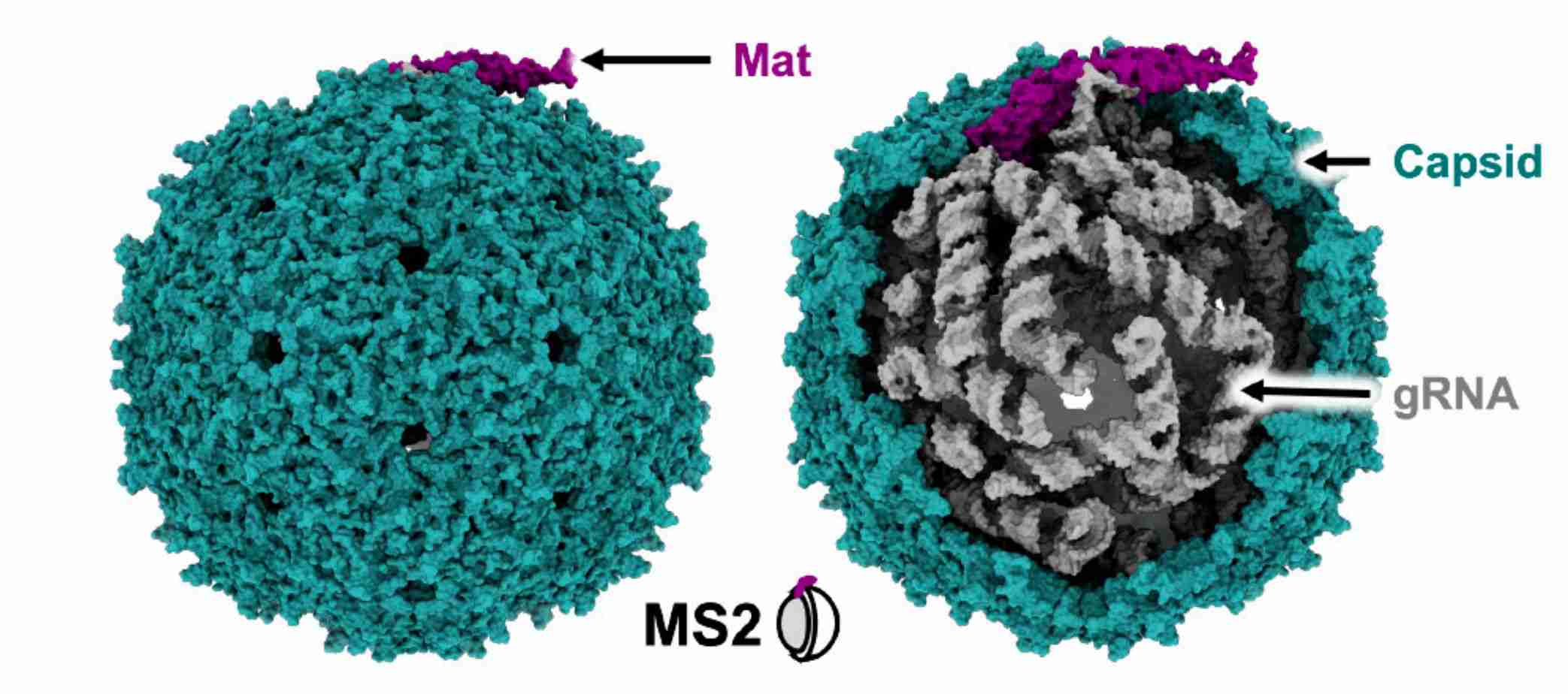 Atomic model of Levivirus MS2.