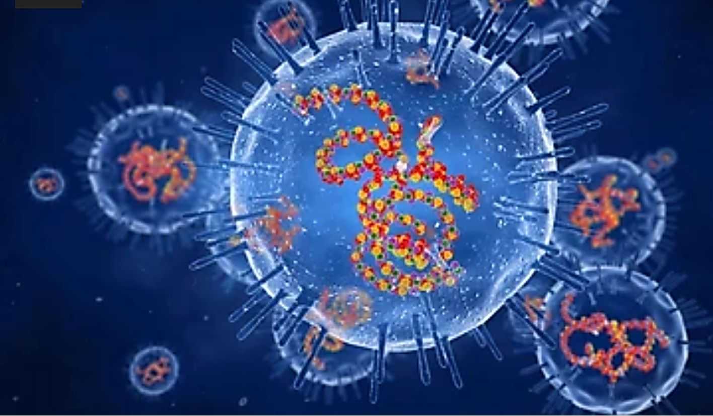 The structure of rubella viruses.