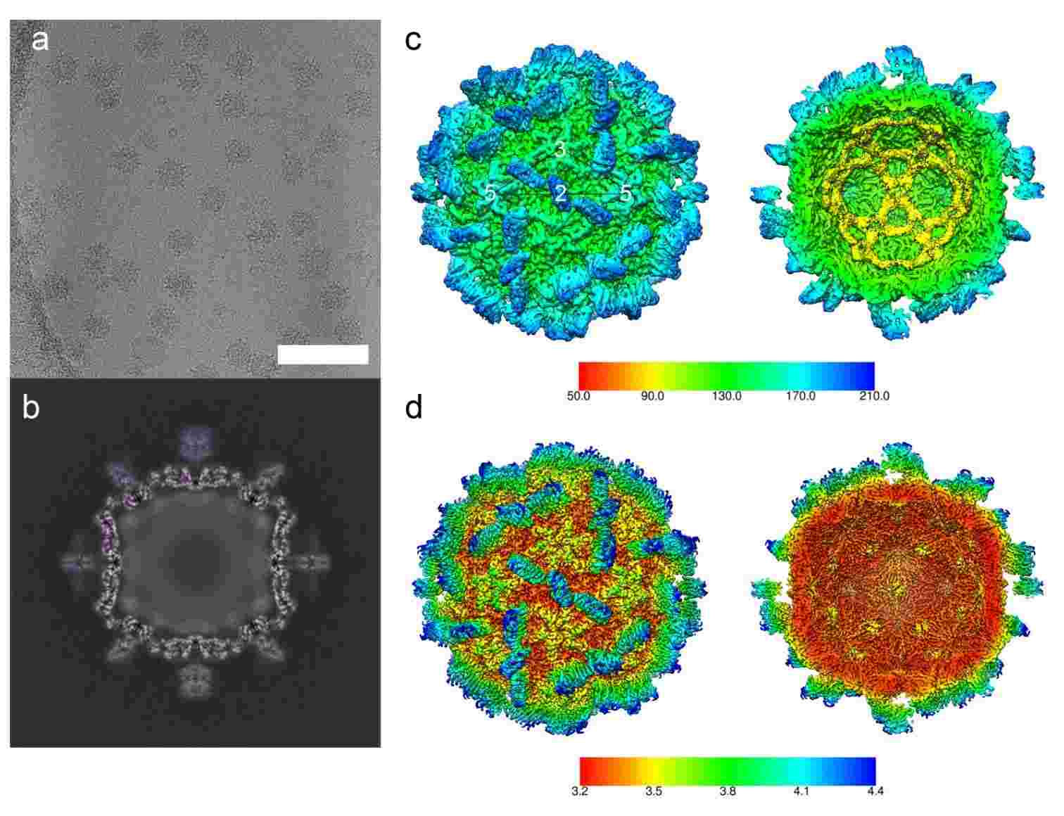 Cryo-electron microscopy and 3D reconstruction of MrNV VLPs.