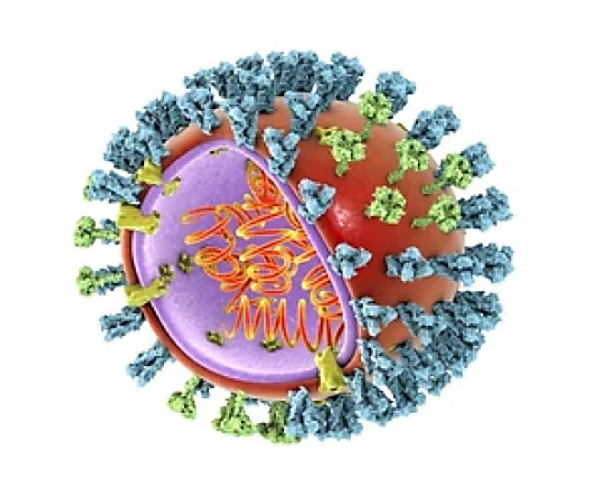 Structure of the influenza virus.