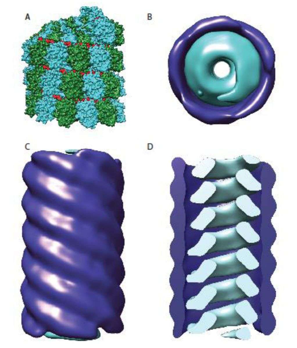 Organization of the paramyxovirus nucleocapsid.