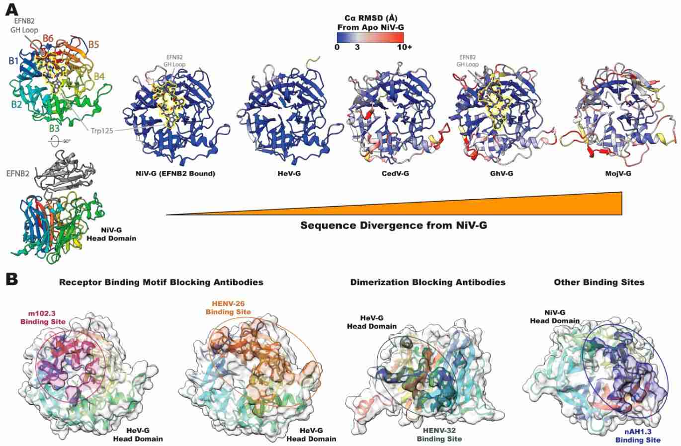 NiV and HeV head domain structure and antigenicity.