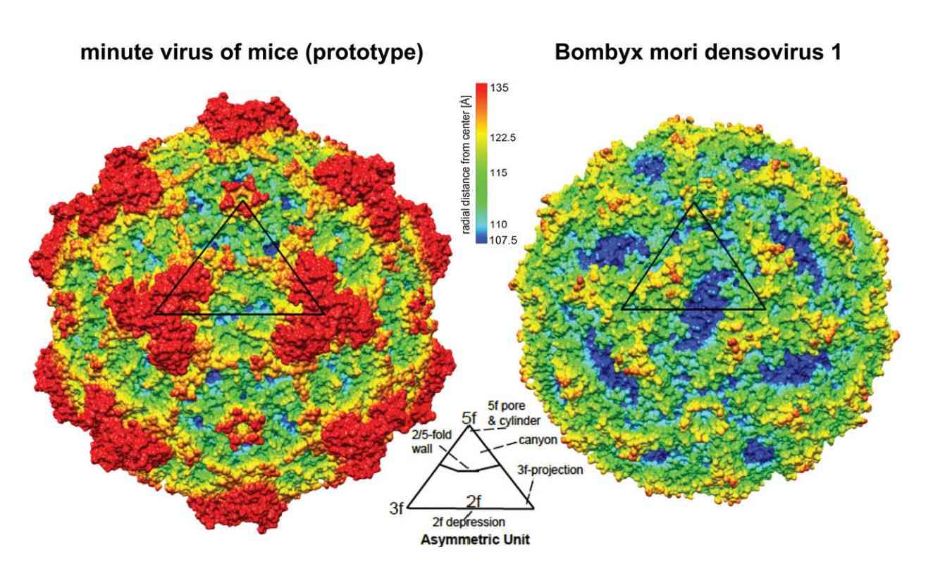 Three-dimensional X-ray diffraction structure of a mini-virus parvovirus.