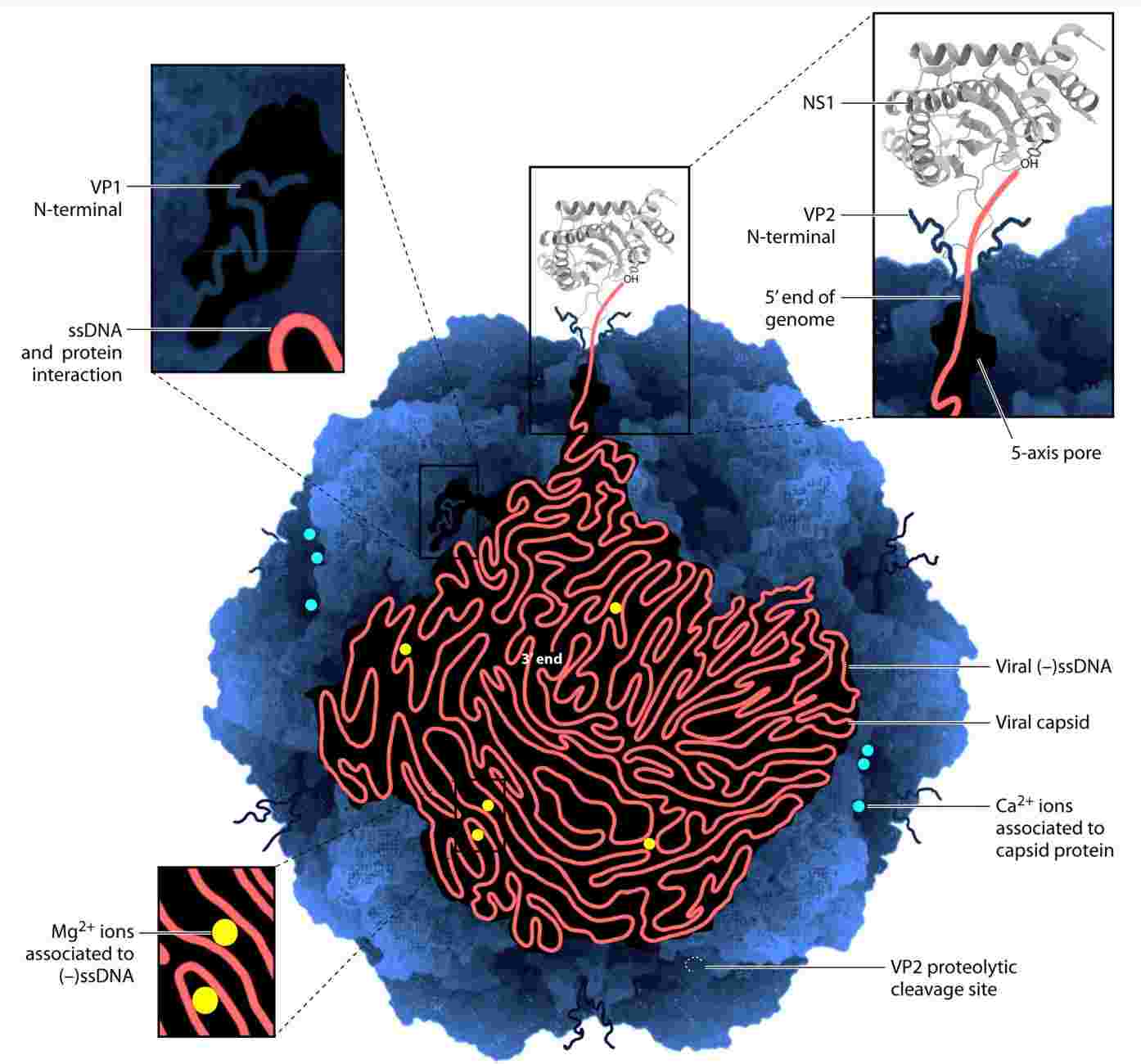 Model of the structural features in the parvovirus capsid.