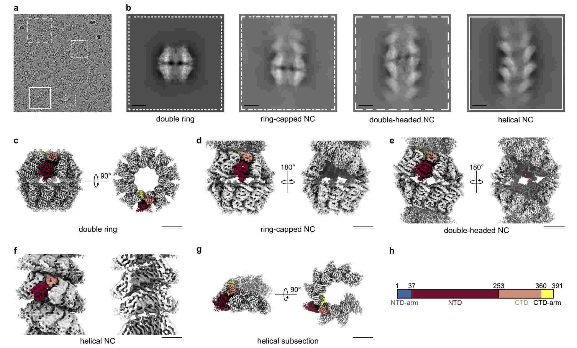 Cryo-EM analysis of HRSV nucleocapsids.