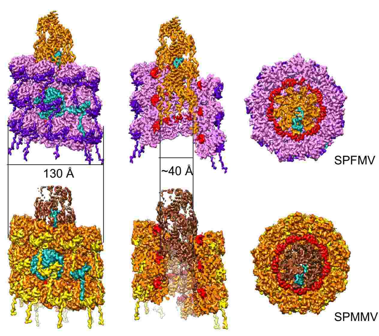 Cryo-electron microscopy of SPFMV and SPMMV VLPs.