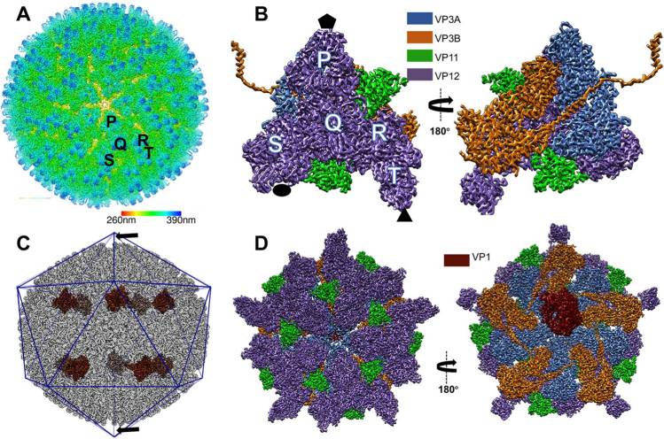 The overall structure of mud crab reovirus (MCRV).