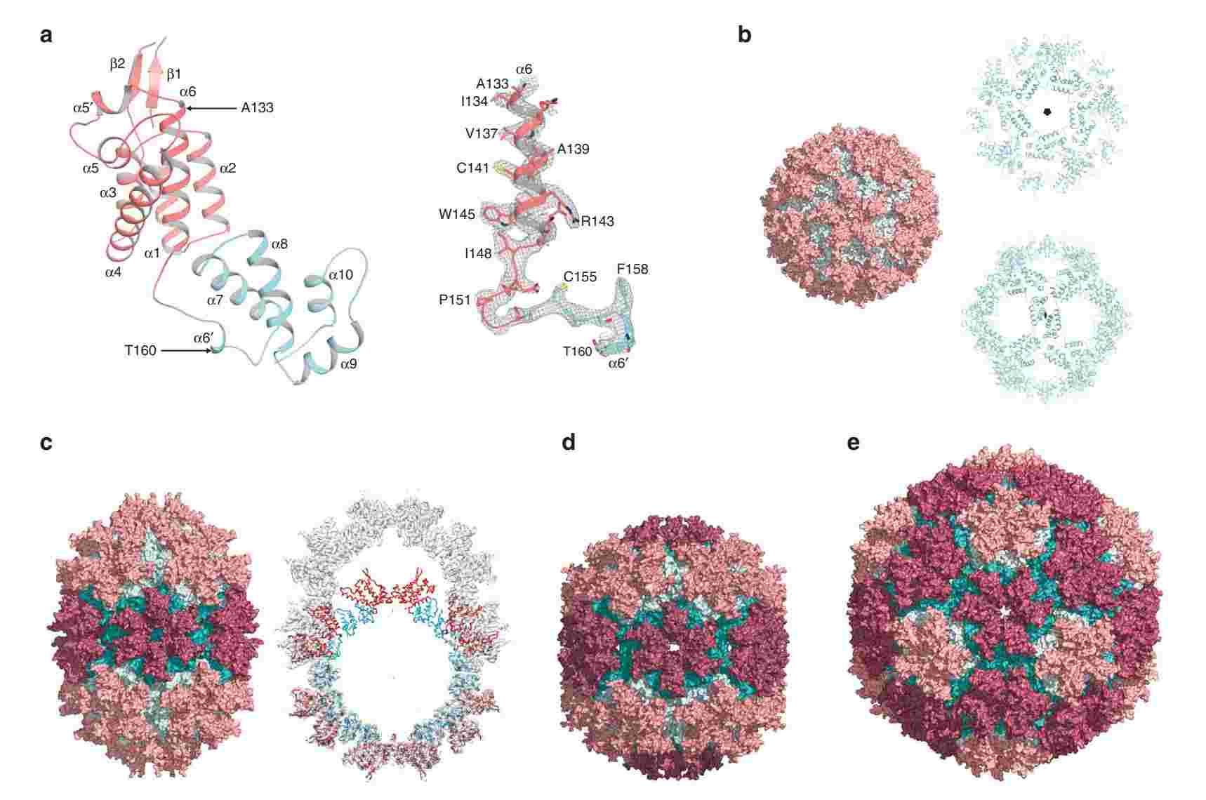 Structure of HML2 CArec monomer and assembled particles.