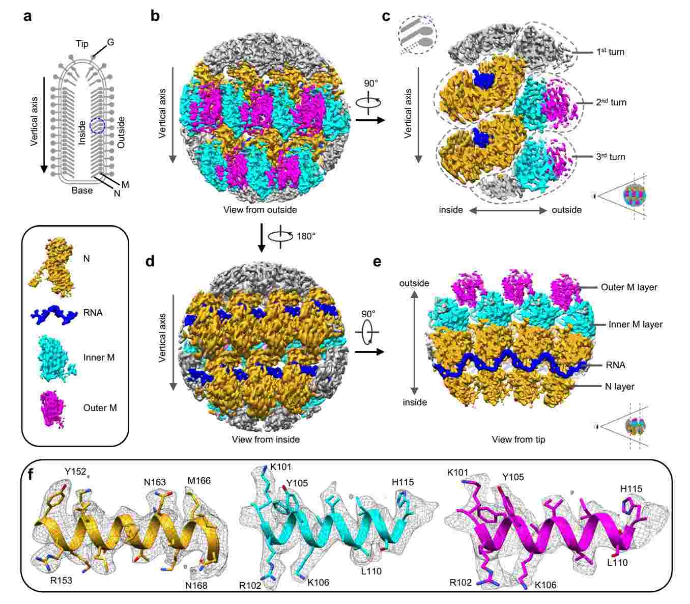 Sub-particle reconstruction of VSV trunk at near-atomic resolution.