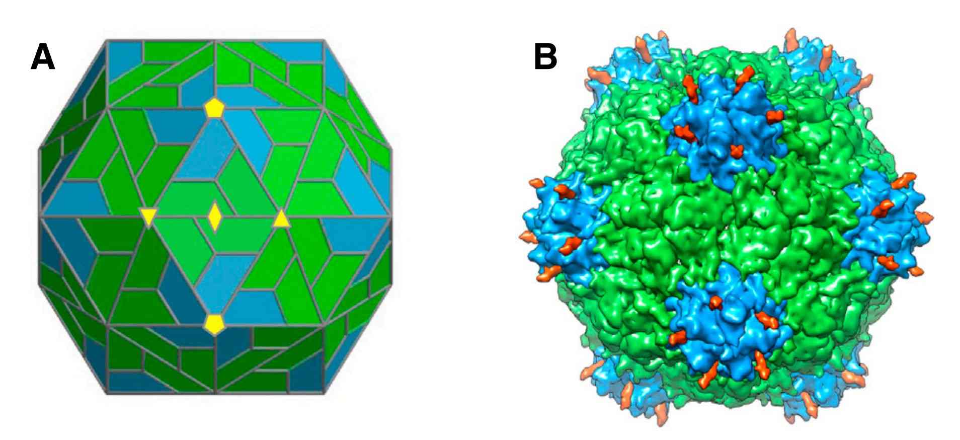 Structure of CPMV eVLPs.